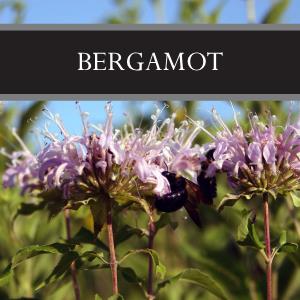 Bergamot Reed Diffuser Refill