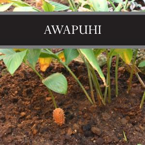 Awapuhi Reed Diffuser Refill