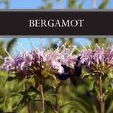 Bergamot Reed Diffuser Refill