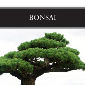 Bonsai Candle