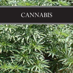 Cannabis Wax Tart