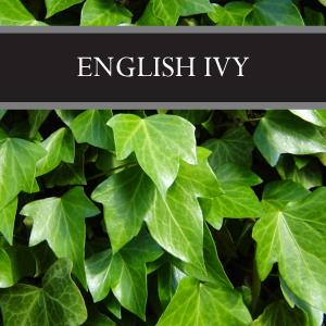 English Ivy Wax Tart