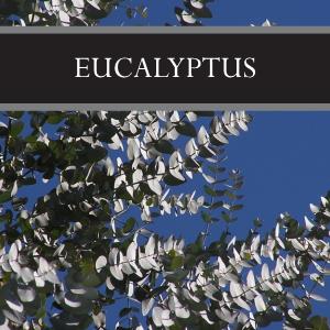 Eucalyptus Wax Tart