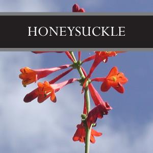 Honeysuckle Wax Tart