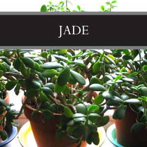 Jade Wax Tart