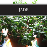 Jade Candle