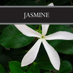 Jasmine Wax Tart