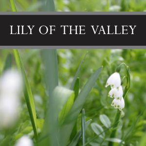 Lily of the Valley Wax Tart