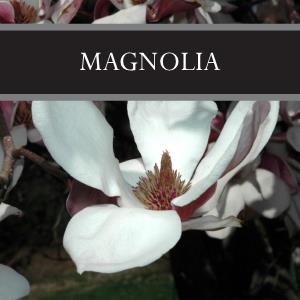 Magnolia Wax Tart