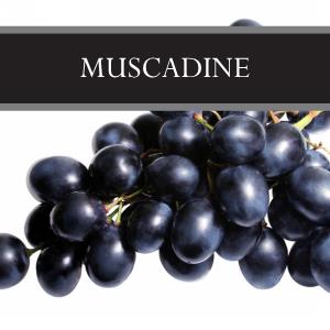 Muscadine Lotion