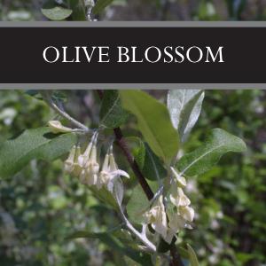 Olive Blossom Sugar Scrub