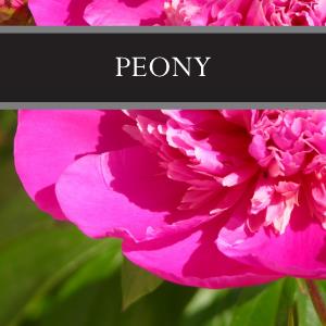 Peony Candle